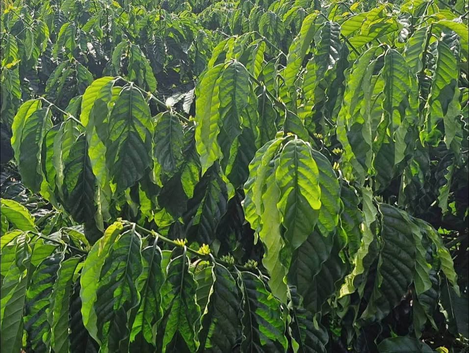 Đất Farm 15.000m² tại Đan Phượng, Lâm Hà - Giá chỉ 8.6 tỷ!