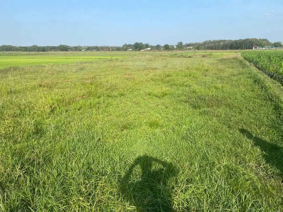 Đất nền 500m² xã An Nhơn Tây, Củ Chi - Giá chỉ 470 triệu VND, cơ hội đầu tư tuyệt vời!