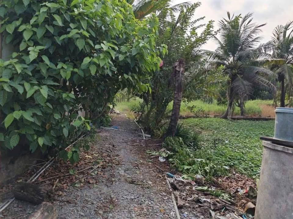 Nhà cấp 4 xã Nhựt Chánh, 1.245m² chỉ 799 triệu - Đầu tư sinh lời!