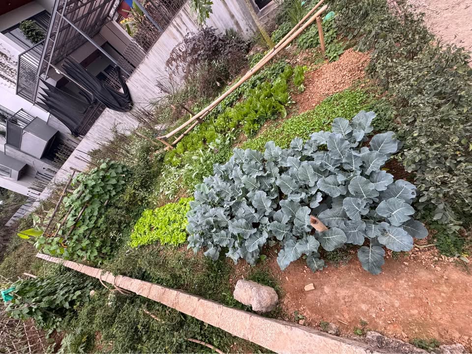 Đất nền KDC số 9 Tecco Đán 99m² giá 2 tỷ - Cơ hội vàng đầu tư!