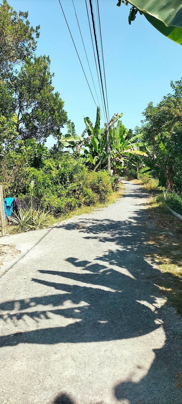 Đất Farm 11.5 công sầu riêng tại Mỹ Lợi, Cái Bè 6.44 tỷ - Đầu tư sinh lời ngay!