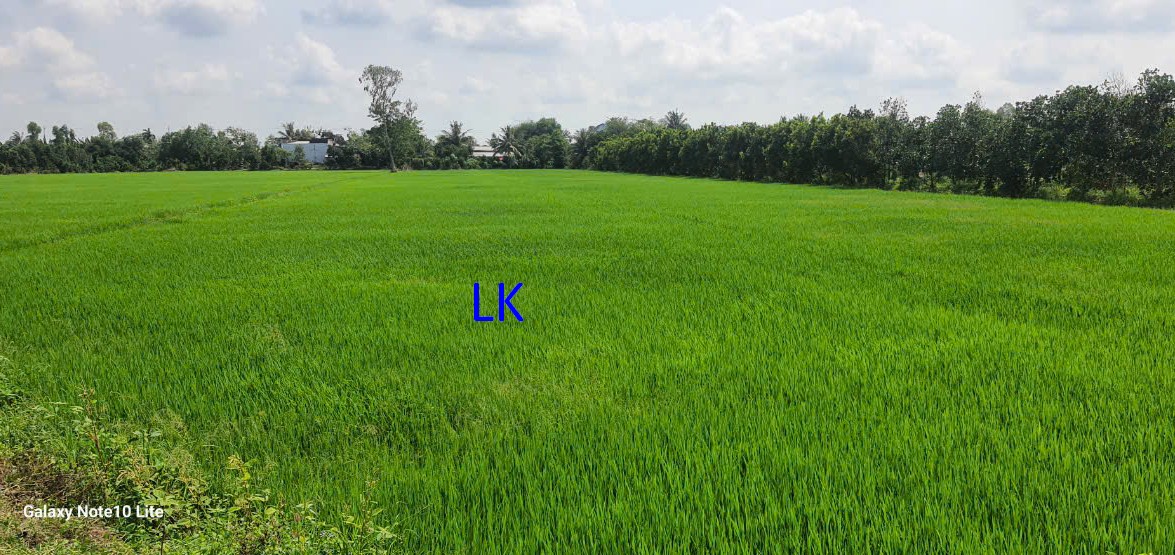 Bán đất thổ cư xã Phương Thịnh, huyện Cao Lãnh - 700m² chỉ từ 300 triệu