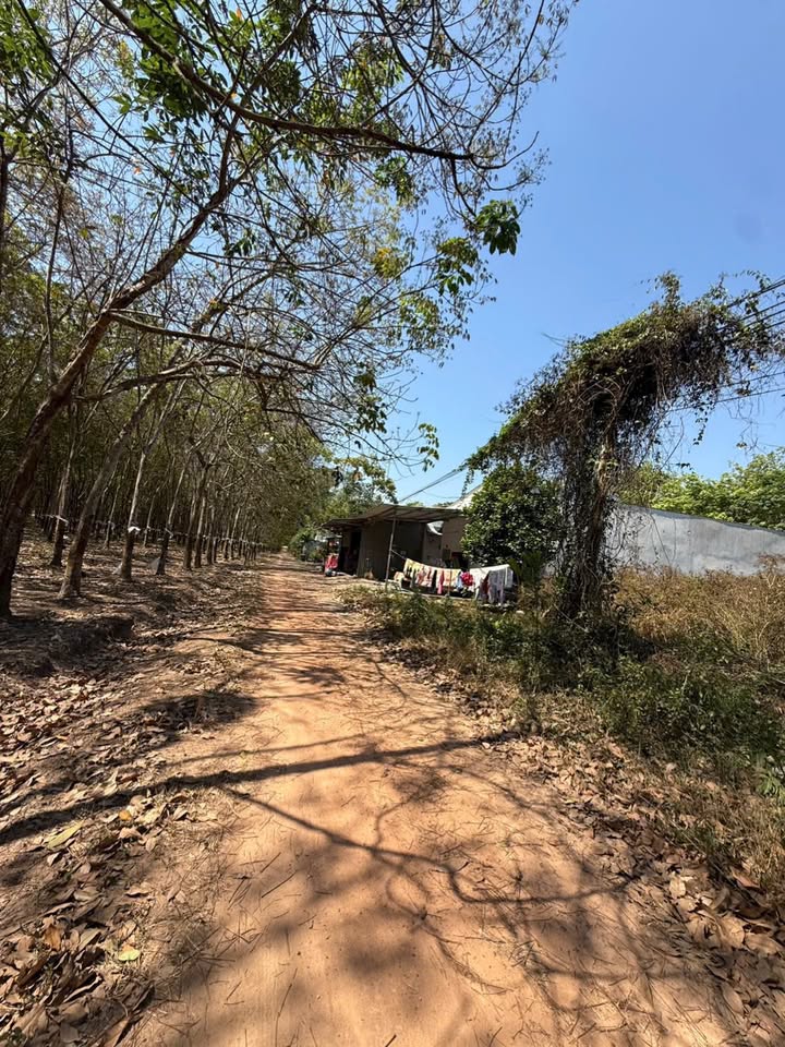 Đất nền 690m² xã Thanh An, huyện Dầu Tiếng - Giá chỉ 1.1 tỷ, chủ cần bán gấp!