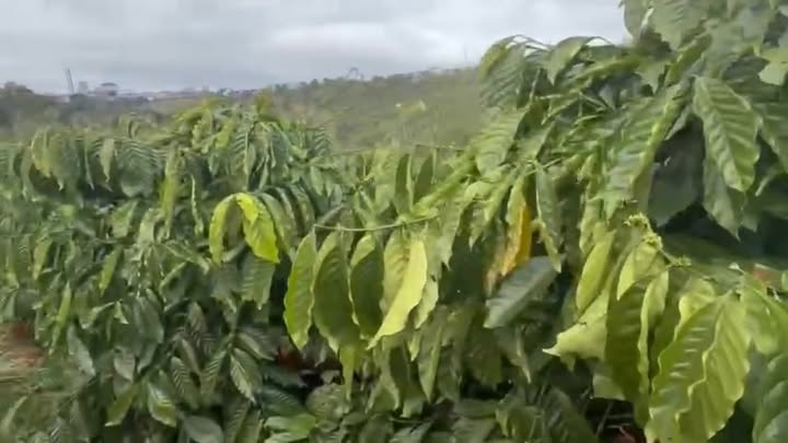 Đất nền Quốc lộ 14A, Buôn Ma Thuột 8000m² giá 2.2 tỷ - Đầu tư siêu lợi nhuận!