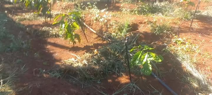 Farm 1,9ha tại Xã Ia KRai, Huyện Ia Grai, Gia Lai giá 3,6 tỷ - Đầu tư sinh lời bền vững!