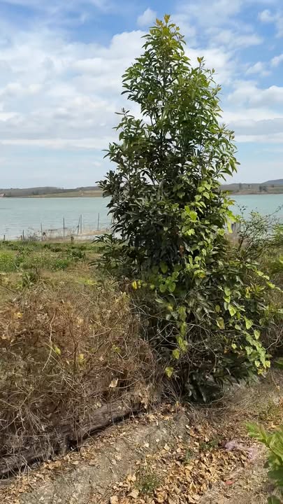 Đất farm Ya Tăng, Sa Thầy 14,400m² giá 490 triệu - Cơ hội đầu tư hấp dẫn!