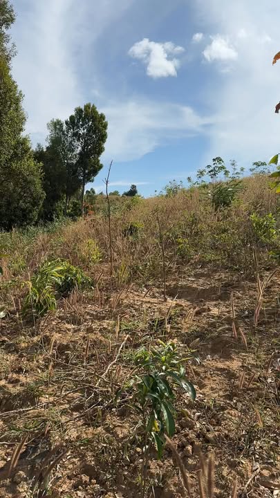 Đất nông nghiệp 2ha2 tại Ya Tăng, Sa Thầy - Giá chỉ 350 triệu!