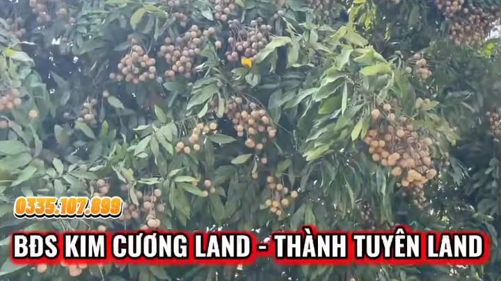 Trang trại đẹp Yên Sơn Tuyên Quang 12.000m² giá 7 tỷ - Cơ hội đầu tư tuyệt vời!