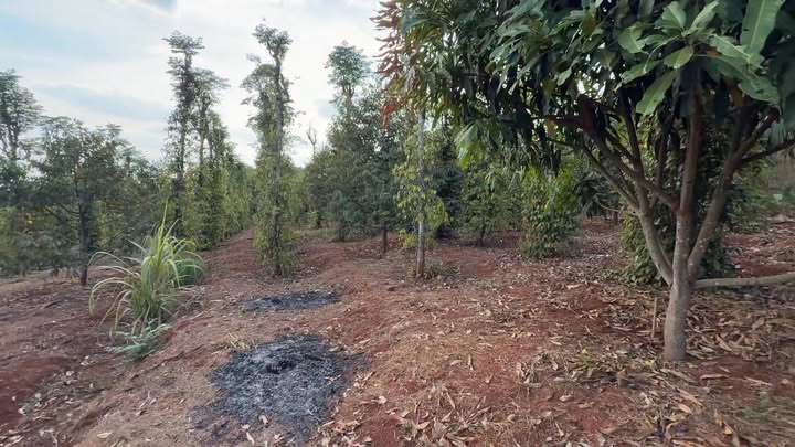 Đất vườn sầu riêng 9.000m² tại Xã Lộc Hưng, giá 1.95 tỷ - Cơ hội đầu tư hấp dẫn!