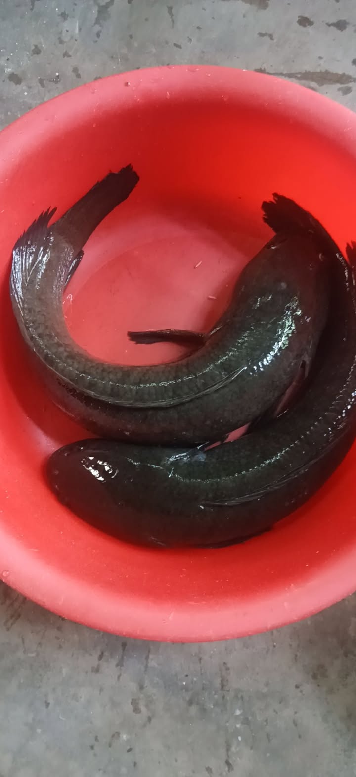 Đất nền 9000m² tại Khu phố Cầu Đôi, Bến Cát - Cơ hội đầu tư tốt!