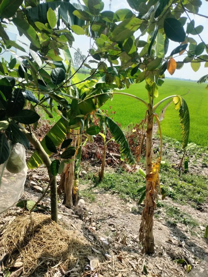 Đất lúa 1700m² mặt tiền đường nhựa - Giá chỉ 425 triệu!