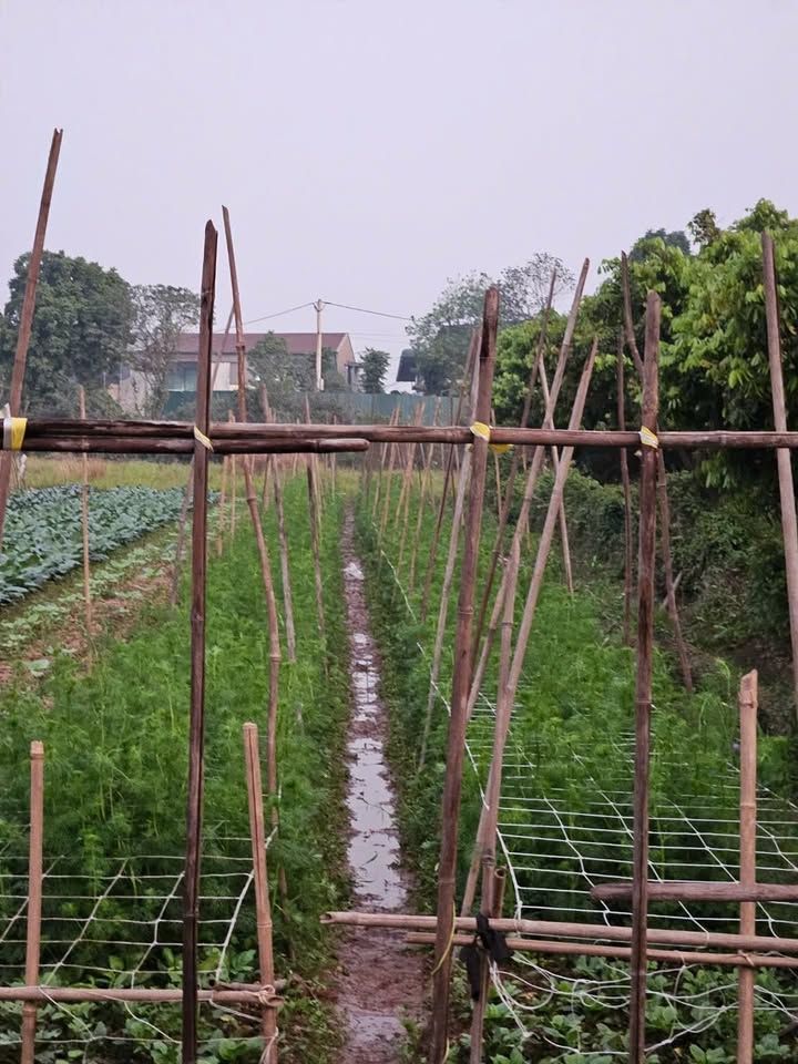 Đất riêng Yên Mỹ, Thanh Trì 318m² giá 900 triệu - Sổ đỏ chính chủ