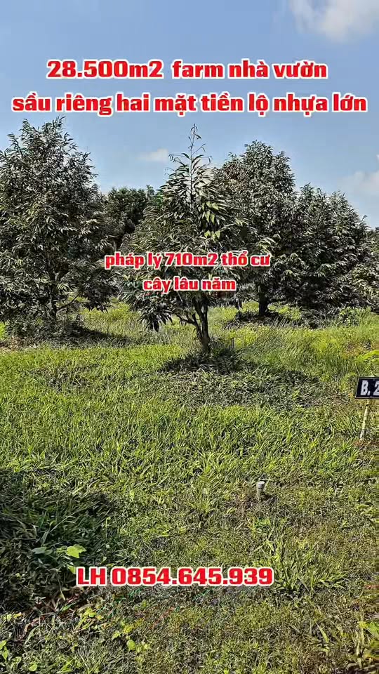 Farm 28.500m² mặt tiền lộ nhựa tại Bến Lức, Long An - Cơ hội đầu tư tuyệt vời!