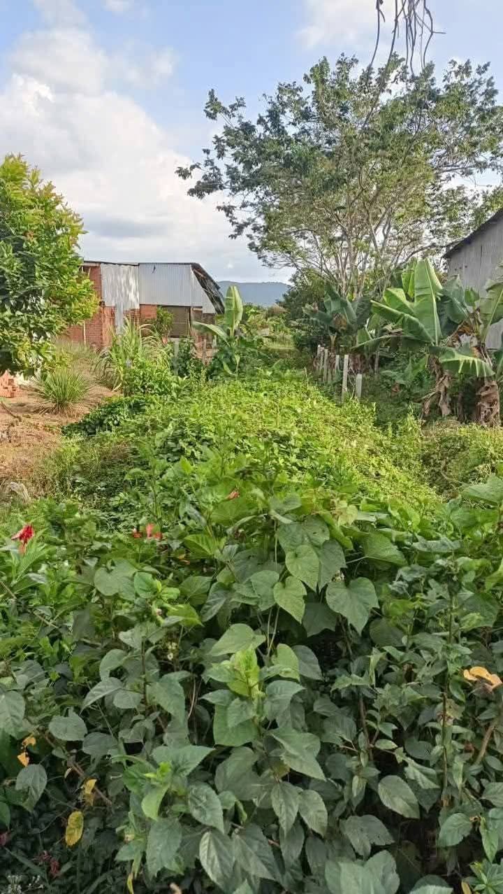 Đất nền Đạ Tẻh 450m² giá 800 triệu - Cơ hội đầu tư hấp dẫn!