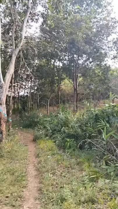 Đất nền 3.7ha Huyện Đồng Phú - Giá 1.6 tỷ - Đường ĐT rộng rãi!