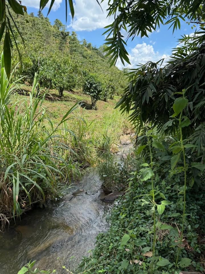 Đất nền 1,200m² tại Đại Lào, Bảo Lộc chỉ 450 triệu - Sổ hồng chính chủ