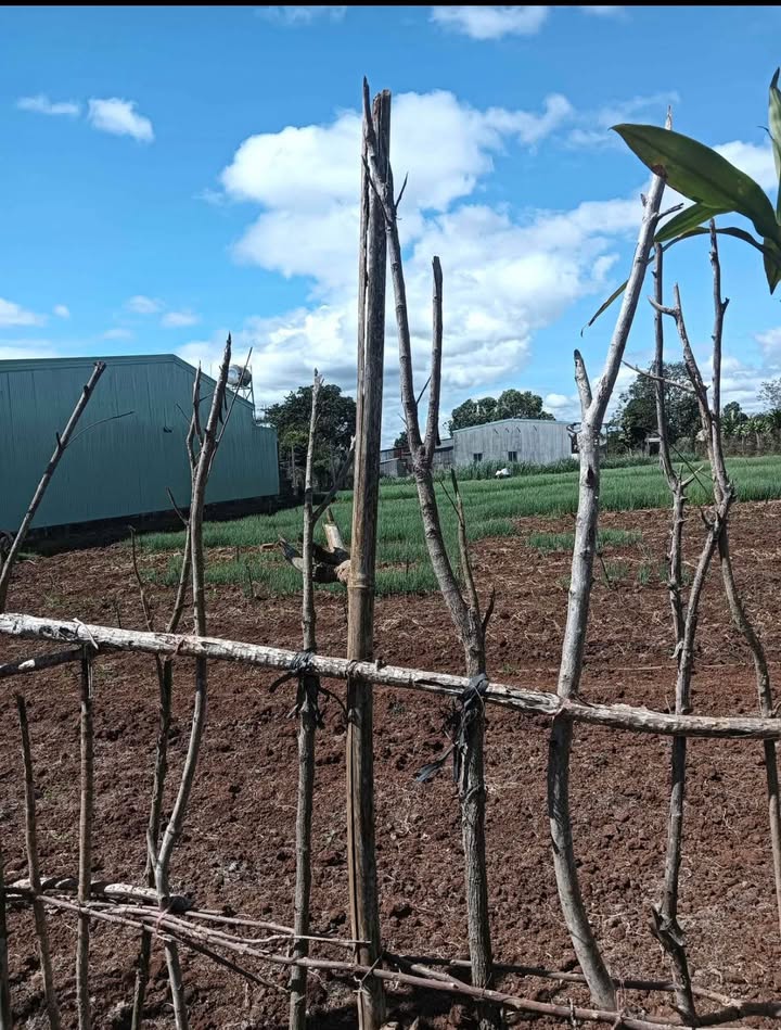 Đất thổ cư hẻm chính Nguyễn Chí Thanh 140m² giá 600 triệu - Pháp lý rõ ràng!