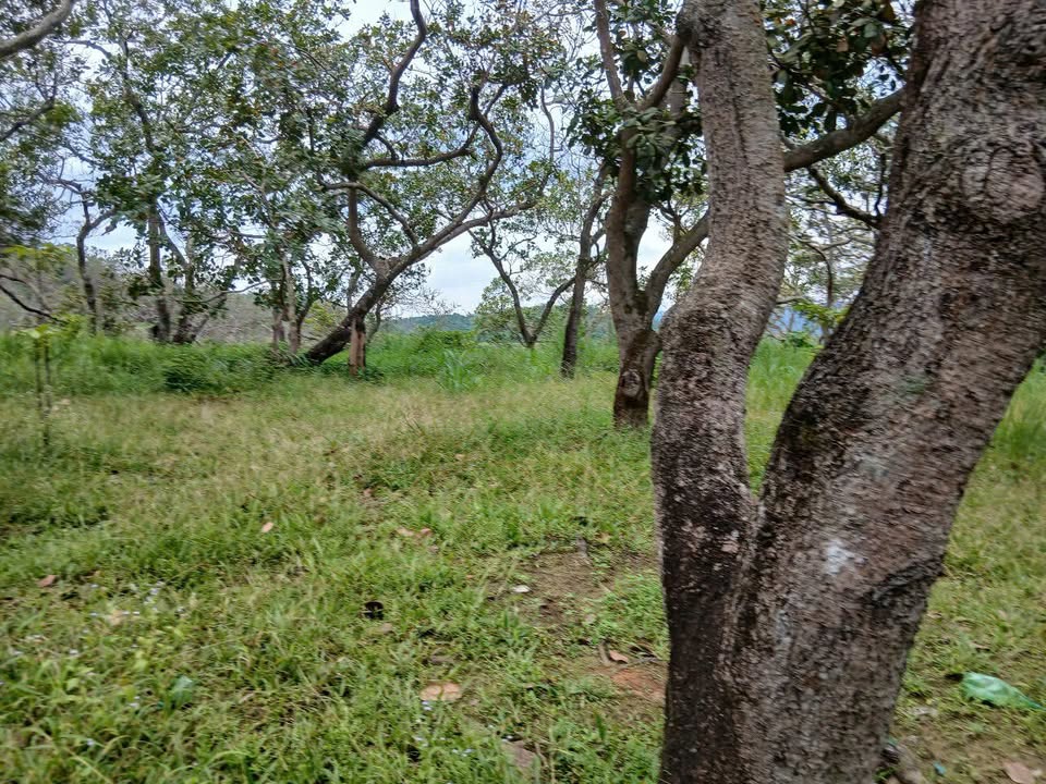 Đất Farm 17800m² tại Xã Hưng Bình - Chỉ 500 triệu, Sổ đỏ chính chủ!