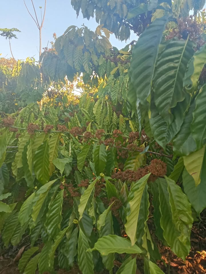 Đất nông nghiệp 1ha tại thôn 6, xã Quảng Tín, Đắk Nông - Cho thuê giá 460 triệu/năm