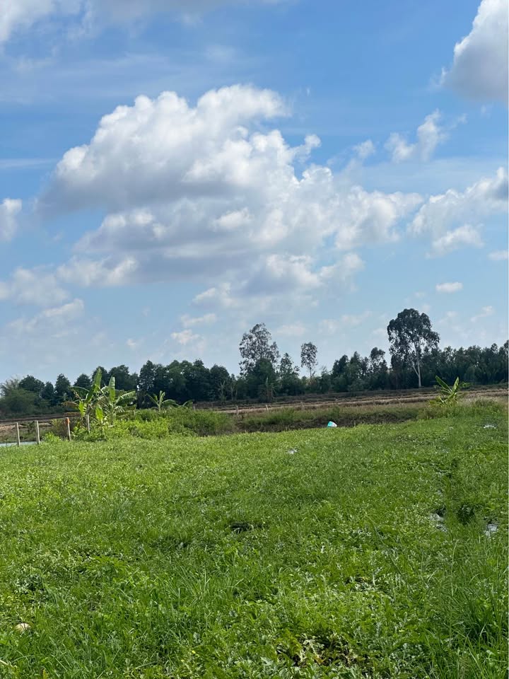 Đất nền 1000m² phường Lý Văn Lâm Cà Mau giá 390 triệu - Cơ hội đầu tư tốt!