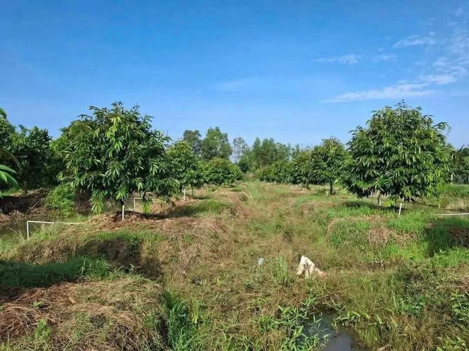 Farm 15 công Xã Mỹ Hạnh Trung, Thị xã Cai Lậy giá 8.25 tỷ - Cơ hội đầu tư tuyệt vời!