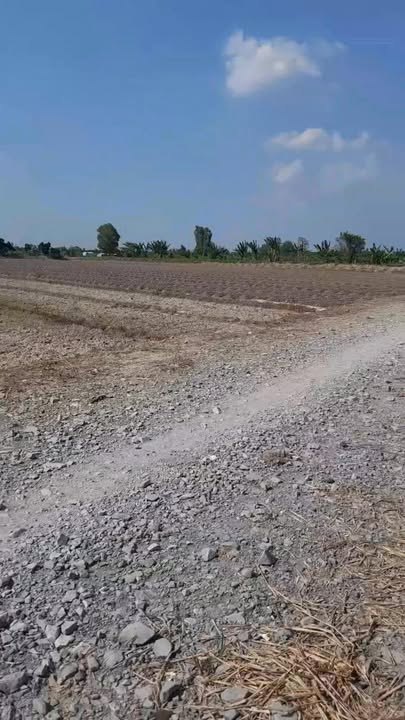 Đất nông nghiệp Tân Phú Châu Thành 7200m² giá 220 triệu - Cơ hội đầu tư tuyệt vời!