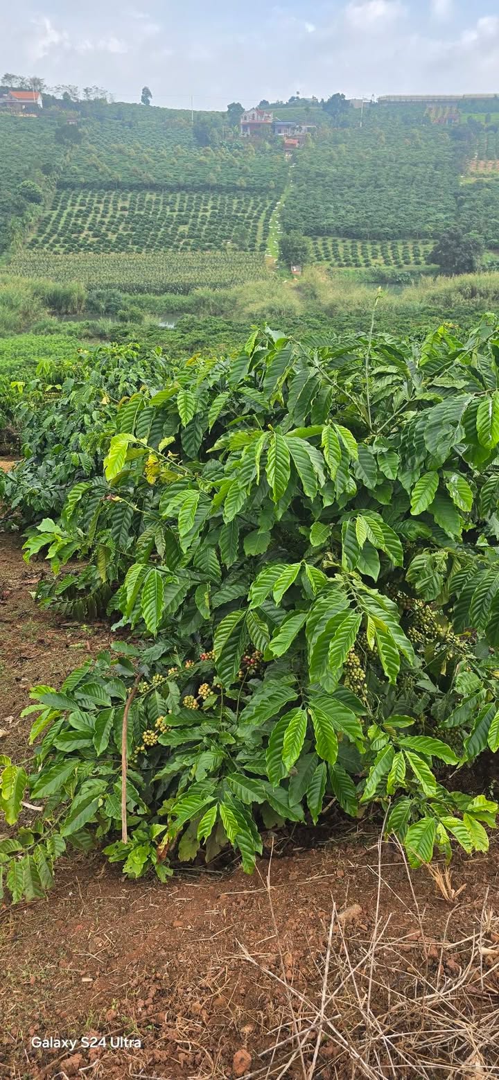 Đất Farm Tân Văn, Lâm Hà 3.600m² giá chỉ 1.8 tỷ - Cơ hội đầu tư tuyệt vời!