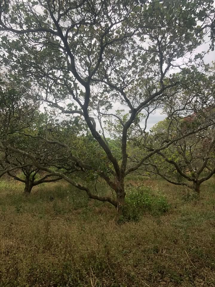 Farm 7 sào điều tại Thôn 4, Xã Ea Ô, Huyện Ea Kar giá chỉ 400 triệu - Cơ hội đầu tư tuyệt vời!