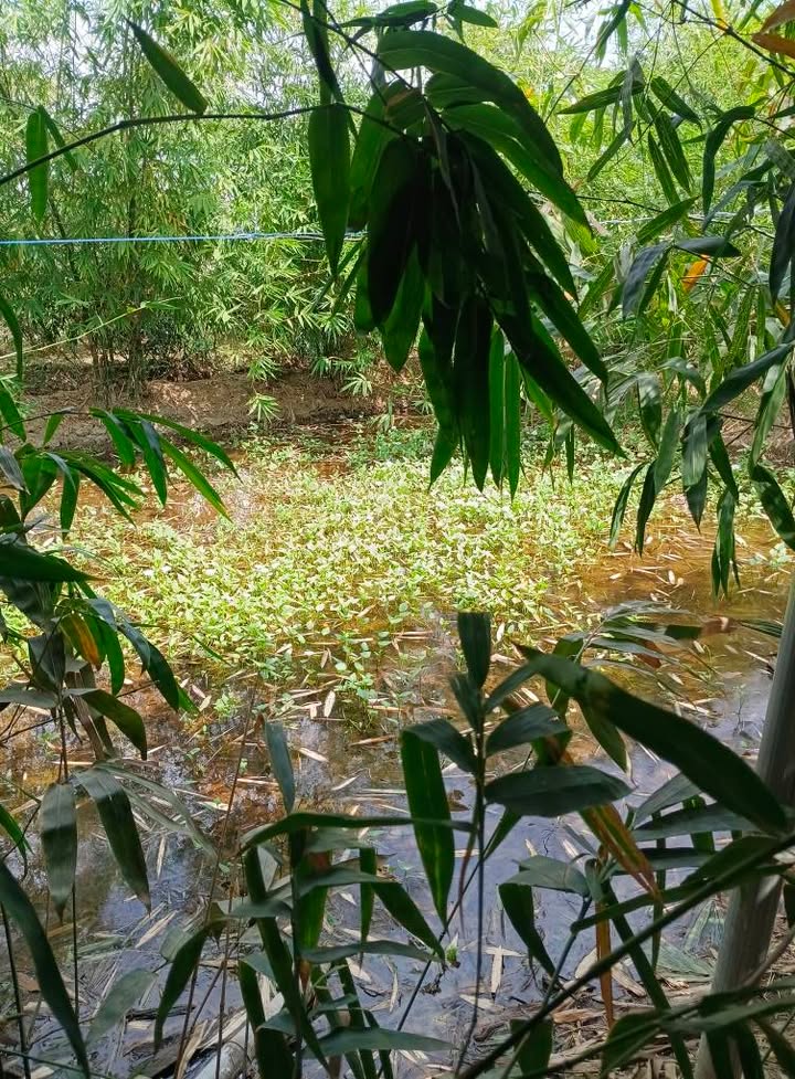 Nhà vườn 4000m² tại Phường Bảo An - Chỉ 3 triệu/tháng!