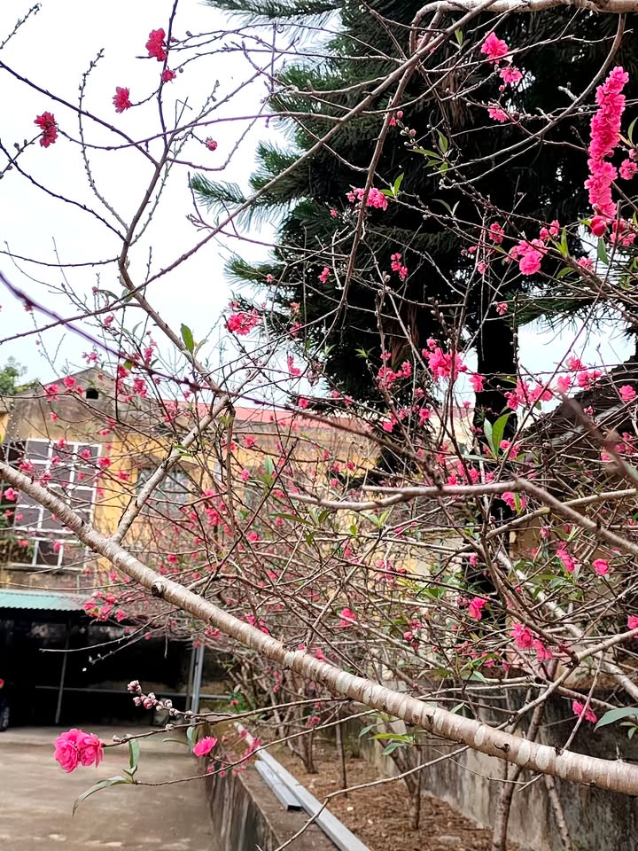 Lô đất 120m² sát trường Công nghệ thông tin Thái Nguyên - Đầu tư sinh lời ngay!