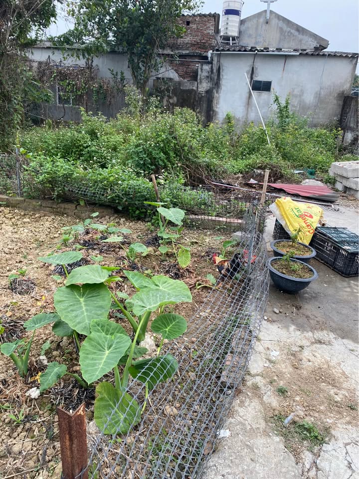 Đất nền Trường Thành, An Lão 51m² giá thỏa thuận - Tiềm năng đầu tư lớn!