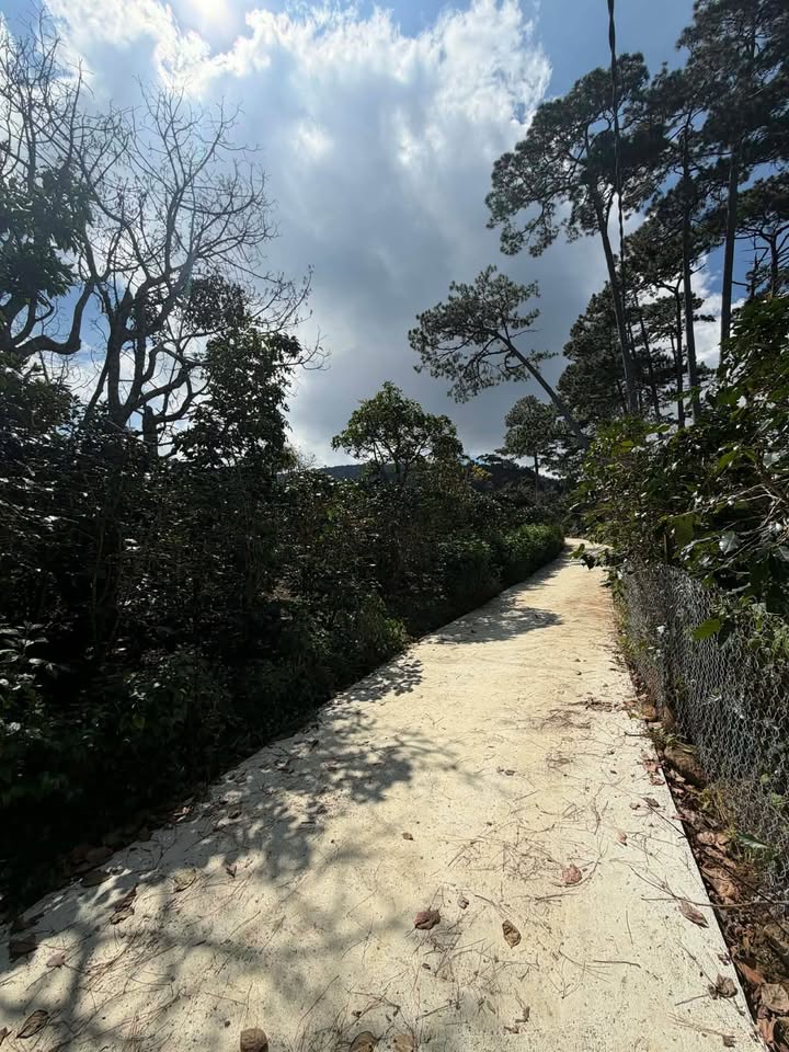 Đất nông nghiệp 1000m² tại Xuân Trường, Đà Lạt - Giá thỏa thuận hấp dẫn!