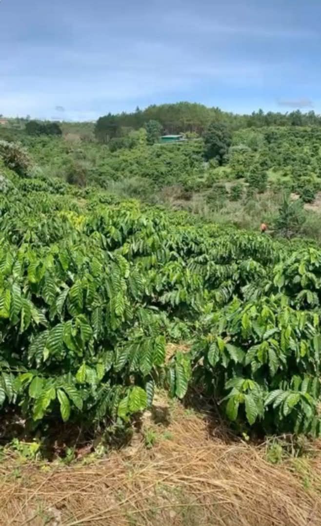 Đất Farm Gia Lâm 2880m² giá 2.5 tỷ - Đất có ao, ô tô vào tận nơi!