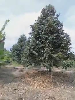 Đất Farm 13 Công Mỹ Hội Cái Bè 9.1 tỷ - Đường Nhựa Hai Mặt Tiền