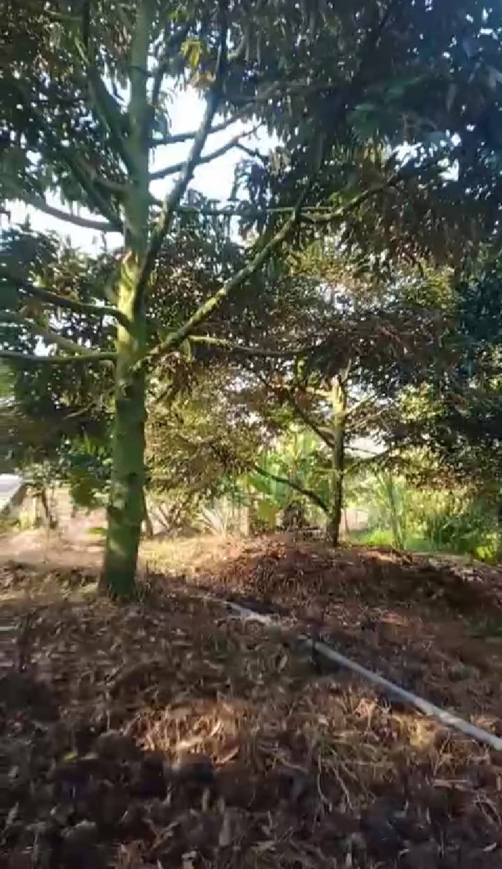 Farm đất sầu riêng 20.000m² tại xã Mỹ Trung, Cái Bè giá 1.1 tỷ - Cơ hội đầu tư hấp dẫn!