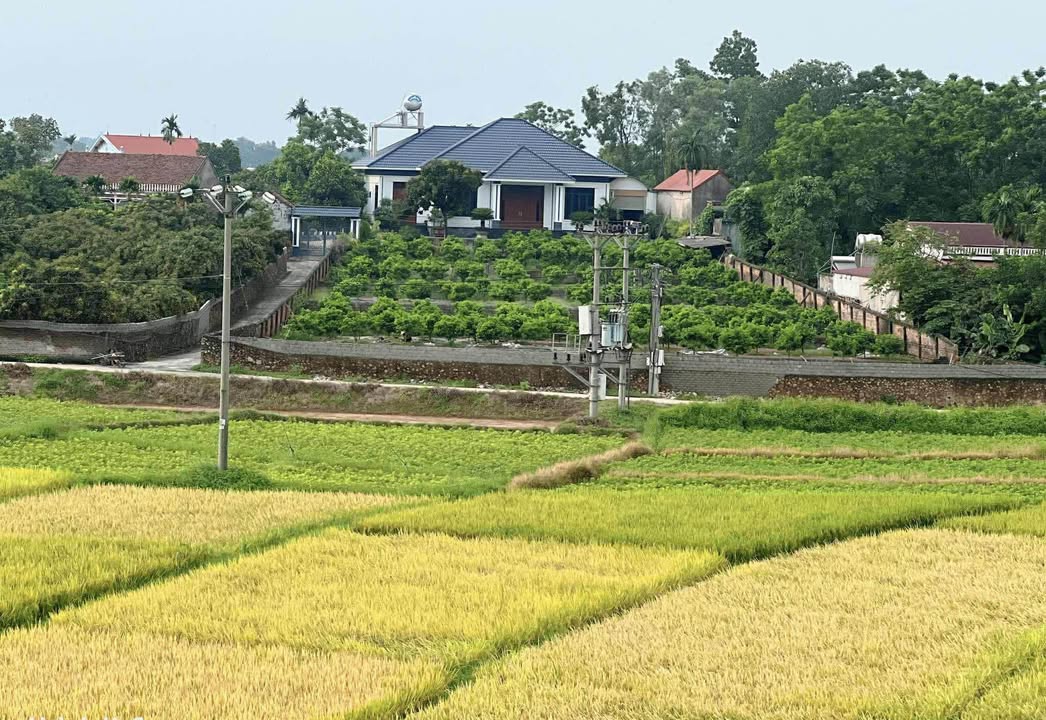 Đất Farm thôn Đại Giáp, Tân Dĩnh, Bắc Ninh 2000m² giá 7 tỷ - Cơ hội đầu tư lý tưởng!