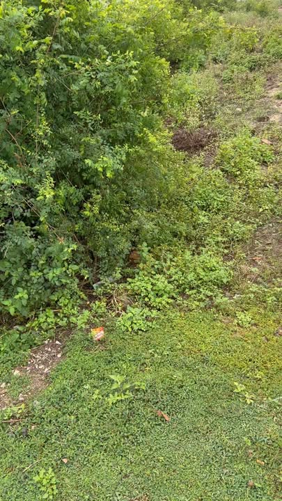 Nhà mặt tiền Thanh Niên, Hải Châu, Đà Nẵng 330m² giá 3 tỷ - Cơ hội đầu tư tuyệt vời!