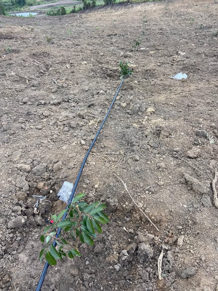 Lô đất Farm đẹp tại xã Ea Sô, huyện Ea Kar - Giá chỉ từ 500 triệu