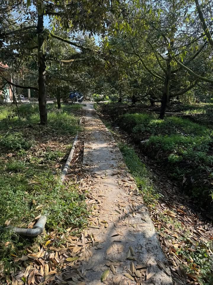 Farm Sầu Riêng ấp 3, Cai Lậy 75 cây giá 370 triệu - Đầu tư sinh lời ngay!