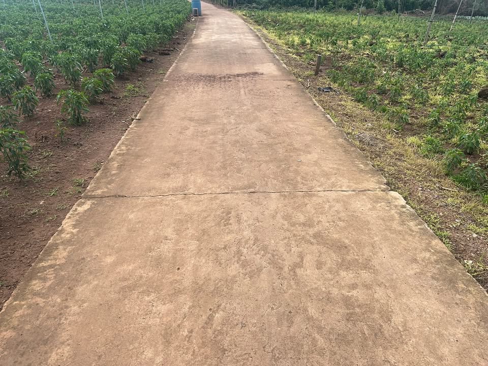 Đất vườn Cẩm Đường, Long Thành 2642m² giá 1 tỷ - Cơ hội đầu tư hấp dẫn!