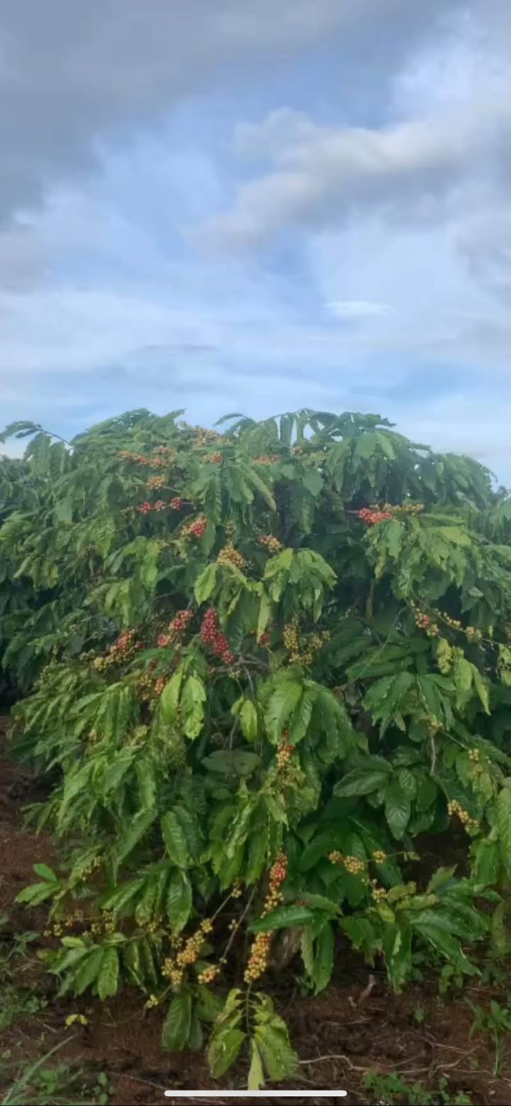 Đất nông nghiệp 108.000m² xã Ia Pia giá 5.472 tỷ - Cơ hội đầu tư không thể bỏ qua!