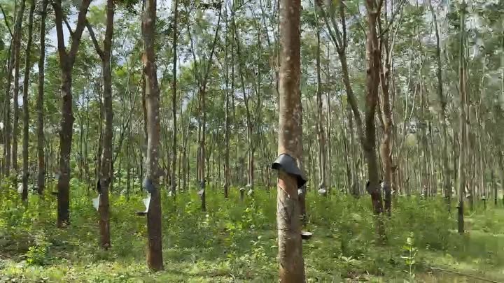 Đất nông nghiệp 1,7ha tại Xã Ia Tôr, Huyện Chư Prông - Giá chỉ 2,6 tỷ VND!