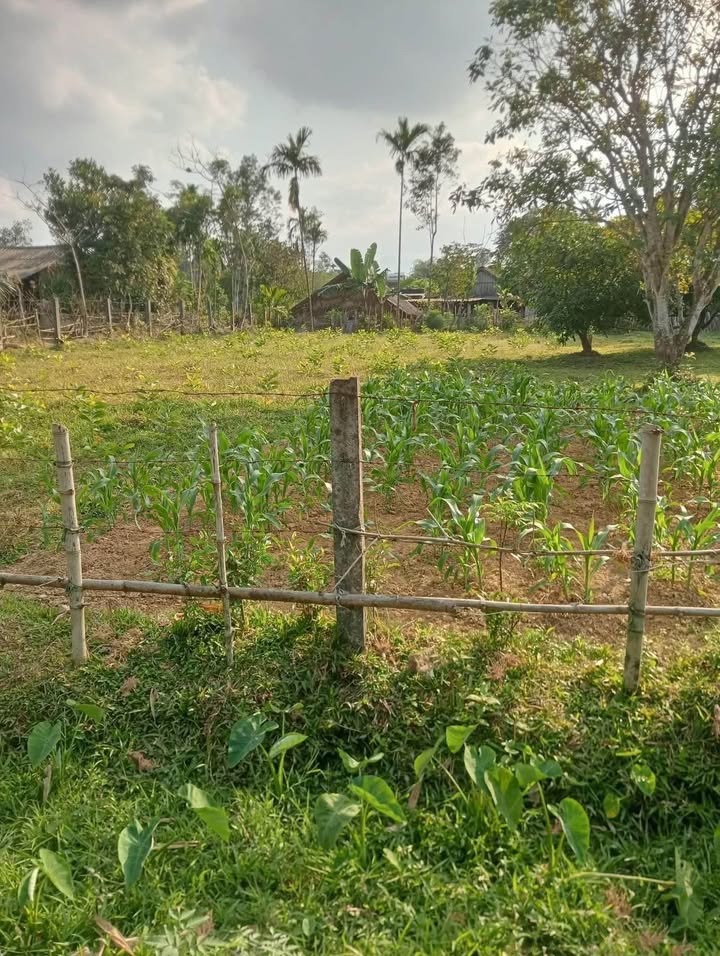 Đất nền thổ cư 100% tại thôn Bình Hưng, Hương Bình - Giá tốt, đầu tư sinh lời!