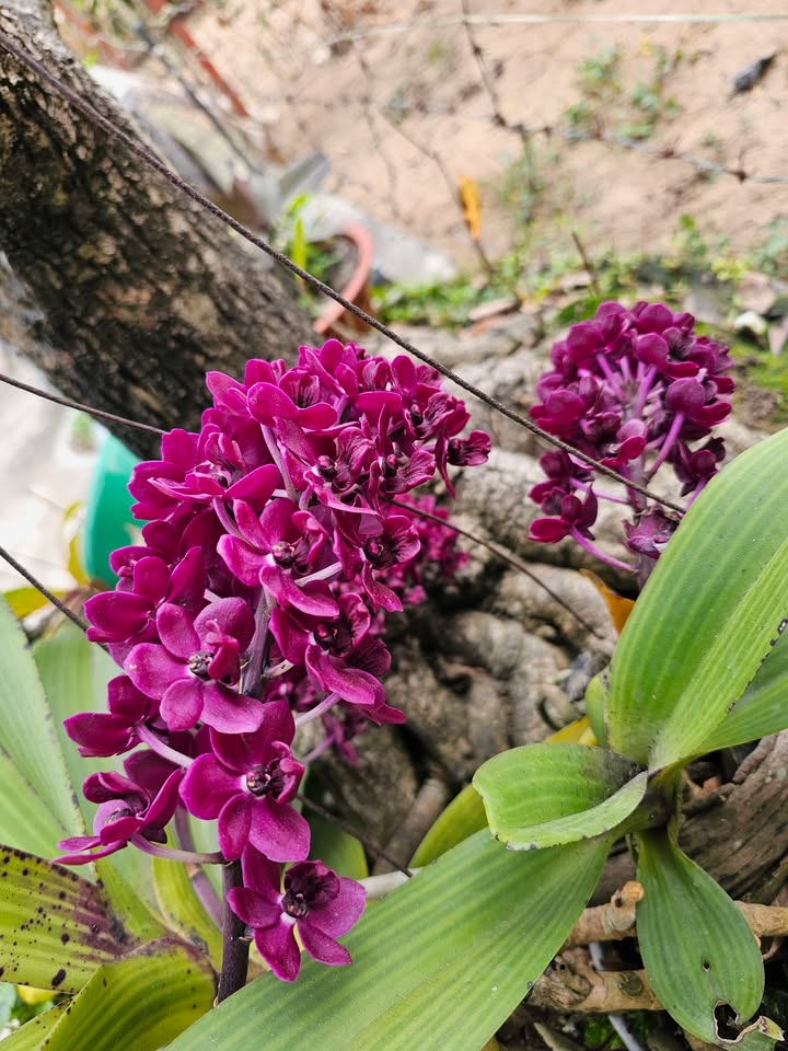 FrontHouse đường Lương Khánh Thiện, 54m² giá 7.39 tỷ - Kinh doanh tốt, vỉa hè rộng!