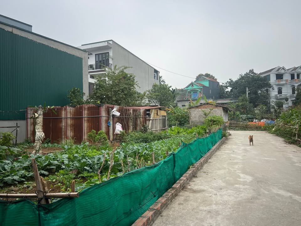 Đất thổ cư 85m² 3 mặt tiền tại Việt Trì giá cực tốt - Cơ hội đầu tư hiếm có!