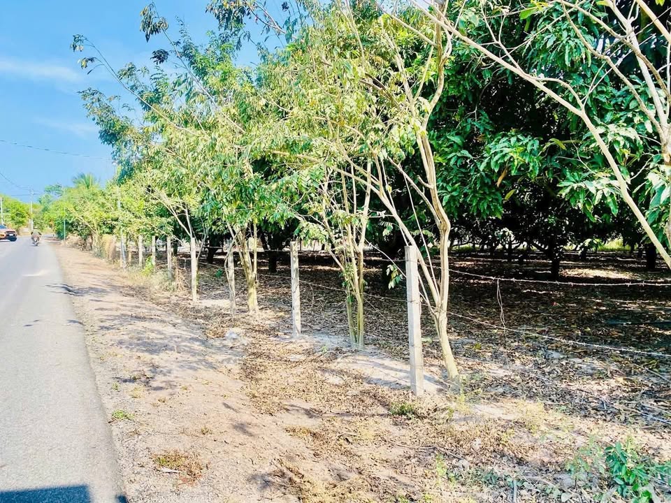 Vườn xoài 1000m² tại Phước Hải, Bà Rịa - Vũng Tàu giá 5.5 tỷ - Pháp lý rõ ràng