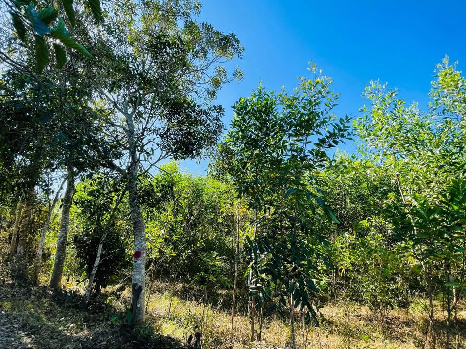 Đất vườn trồng keo và xà cừ tại Trà Giang 1, Khánh Sơn - 195 triệu/sào!