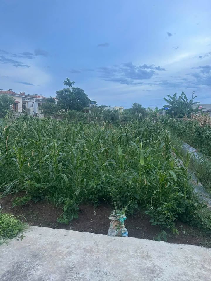 Đất nền xã Nam Trung, Tiền Hải, Thái Bình 80m² giá chỉ 500 triệu - Chờ bạn sở hữu ngay!