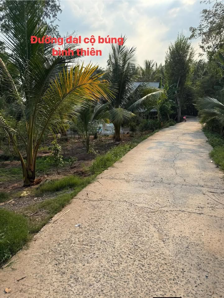 Vườn xoài 4 công xã Nhơn Hội An Giang giá 1.02 tỷ - Chính chủ bán gấp!