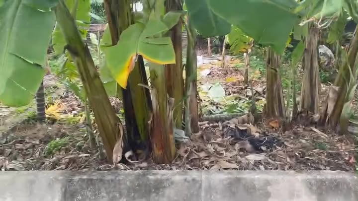 Đất nền 60m² tại Quang Hưng, An Lão chỉ 480 triệu - Cơ hội đầu tư tuyệt vời!